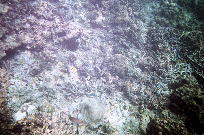 Seychellen Unterwasser-043.jpg